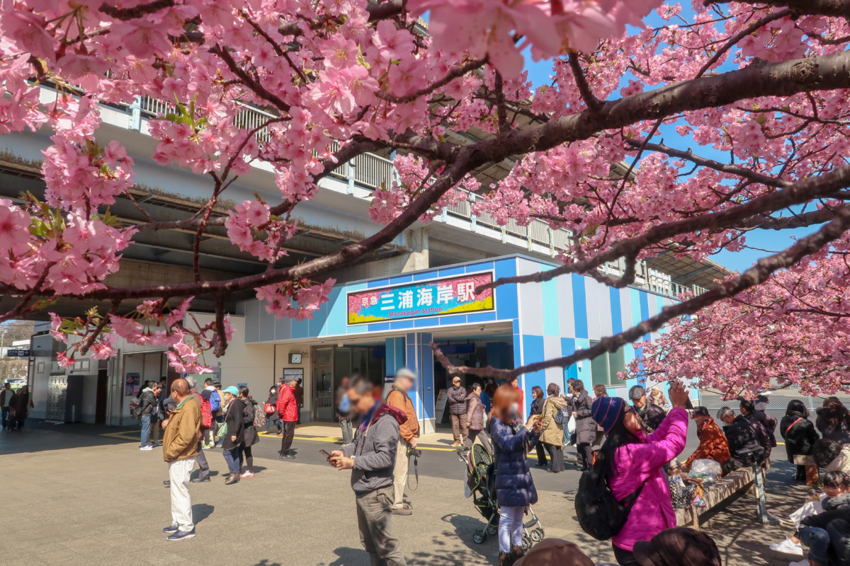 三浦 海岸 桜 まつり