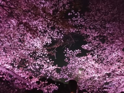 千鳥ヶ淵桜まつりイルミネーション