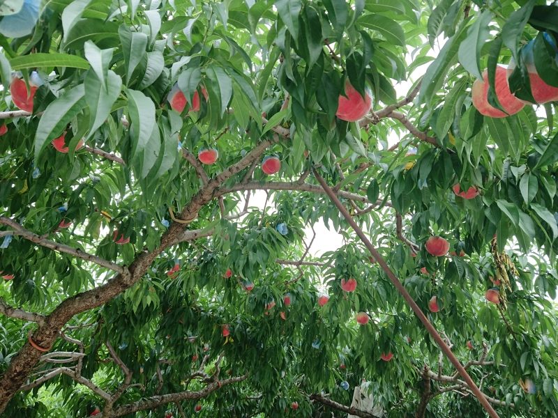 雨宮農園：桃食べ放題