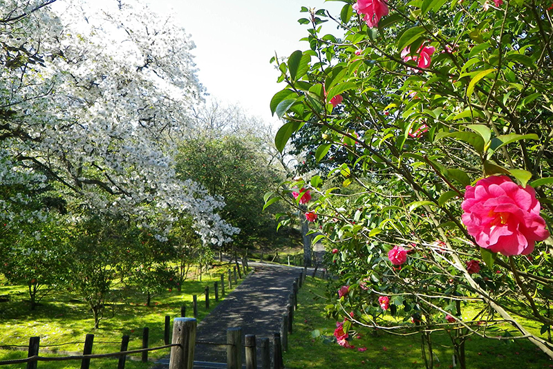 約300万本もの椿の花が咲き誇る伊豆大島「椿まつり」