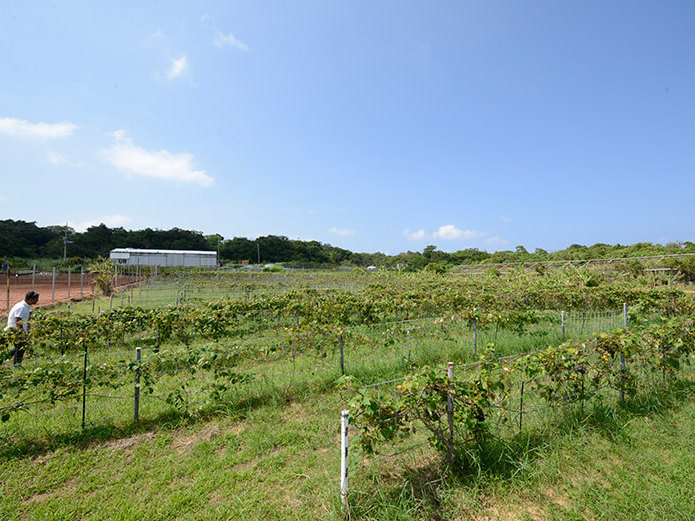 沖縄在来種山葡萄「リュウキュウガネブ」の葡萄畑