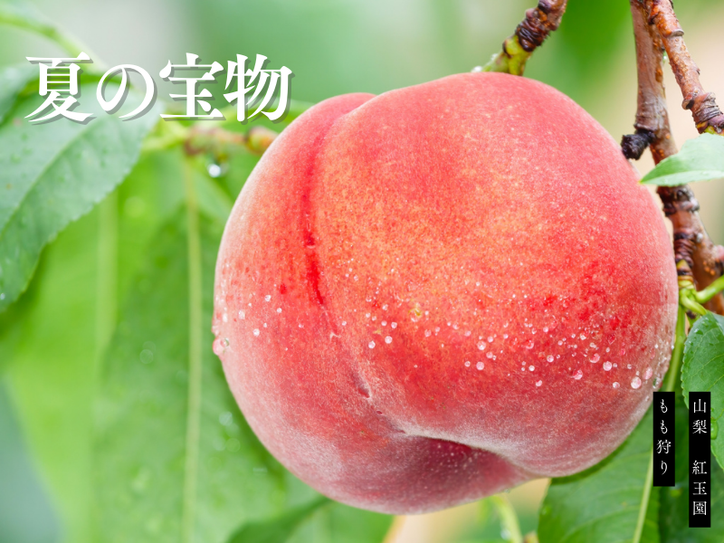 富士山の麓で、甘い匂いに包まれてもも狩りしませんか