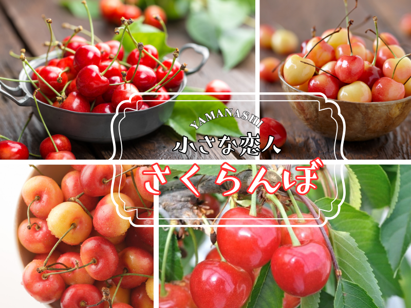 「果物の宝石」さくらんぼ